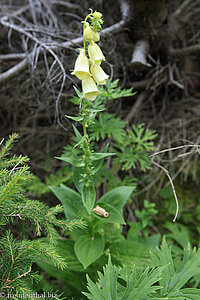 Großblütiger Fingerhut (Digitalis grandiflora syn. Digitalis ambigua)