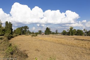 Felder auf Don Det in Laos
