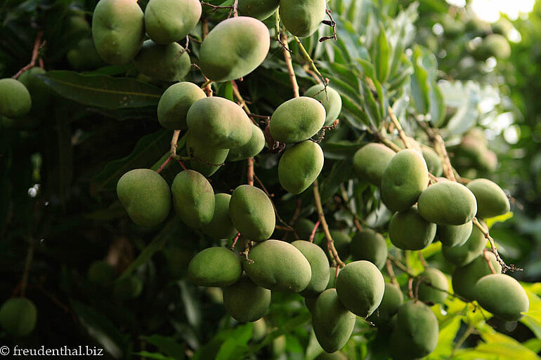 Überall wachsen Mango auf dem Weg zu den Ari-Siedlungen.
