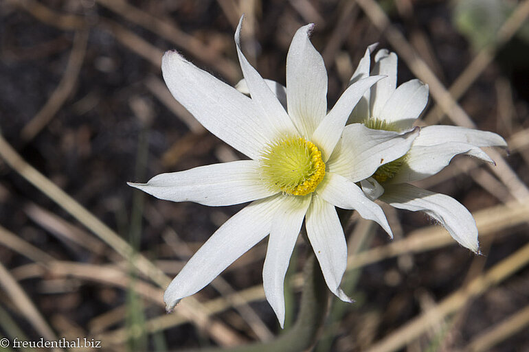 Riesen-Wildanemone bzw. Syblom (botanisch: Anemone fanninii) entlang dem Tugela Gorge Trail in Südafrika