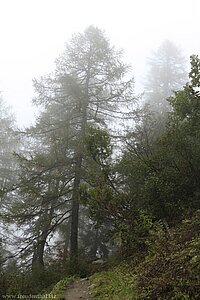 neblig, schöne Wanderwege