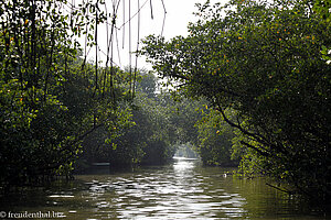 Caroni Sumpf auf Trinidad