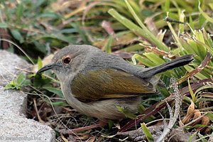 kleiner Vogel (Namibianischer Zaunkönig?)