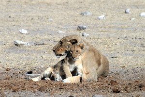 Löwen-Mami mit Jungem