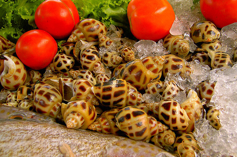 Schnecken beim Nachtmarkt von Hua Hin