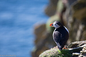 Puffin am Sumburgh Head