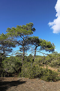 Landschaft Smiegis Trail