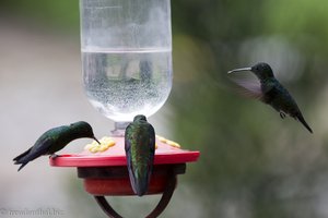 Kolibris an der Nektarstation im Quindío Botanical Garden