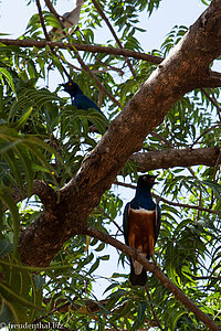 durstiger Vogel auf dem Weg nach Konso