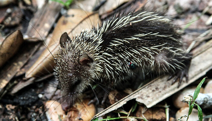 junges Tenrec im Vallée de Mai auf der Seychelleninsel Praslin