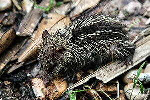 Tenrec (Tenrec ecaudatus) im Vallée de Mai