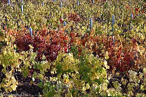 Herbststimmung in den Weinbergen