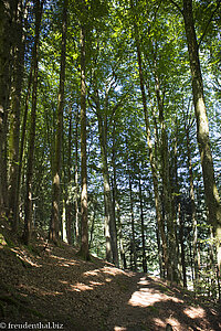 Wald beim Gschwender Wasserfall