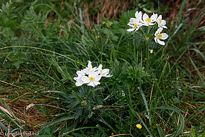 Narzissenblütiges Windröschen (Anemone narcissiflora), auch Berghähnchen