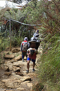 Lastenträger am Kinabalu