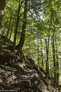 Waldweg am Steinebach beim Edelsberg