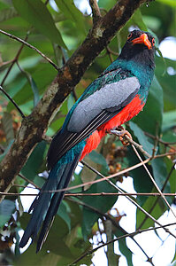 Schieferschwanztrogon - Trogon massena