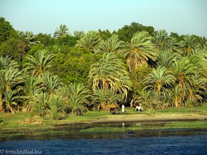Palmenwald am Nilufer