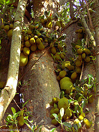 Peradeniya - Jackfruitbaum