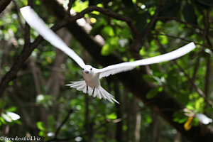 Feenseeschwalbe (Gygis alba)