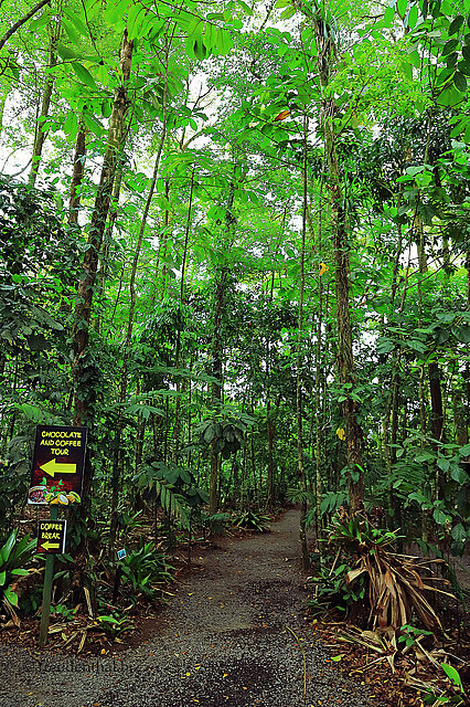 Wanderweg im Sloth Park