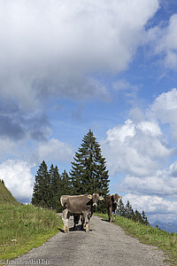 Allgäuer Braunvieh - Kuh beim Leiterberg