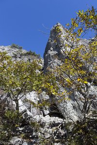 Schroffer Fels und niedriges Buschwerk am Gayasan