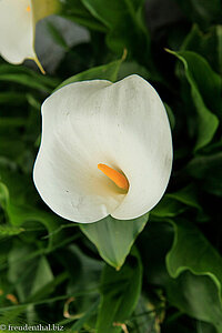 Calla palustris, Drachenwurz