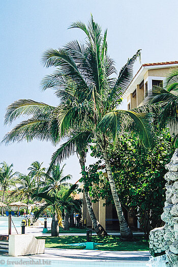 Palme im Oasis las Morlas