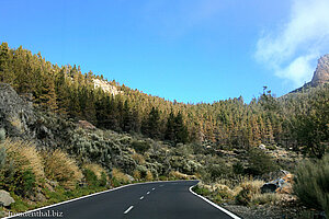 Corona Forestal nahe der Montana de Chasna