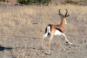 Springbok auf der Flucht