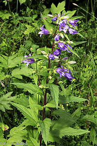 Nesselblättrige Glockenblume (Campanula trachelium)