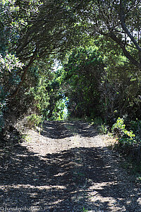 Wanderweg von Calhau an die Lavaküste der Ponta da Ilha