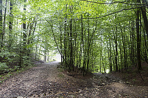 Auf dem südlichen Vintgar Rundweg