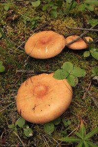 Pilze im Banff Nationalpark