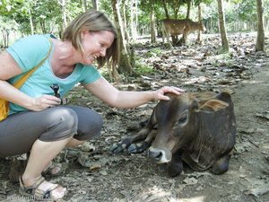 Kühe, die man streicheln kann, in Laos