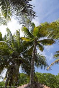 Palmen auf der Isla Marina, einer der Islas del Rosario