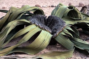 die Wüstenpflanze Welwitschia mirabilis