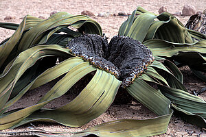 die Wüstenpflanze Welwitschia mirabilis