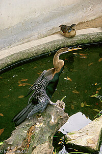 Angkor Zoo - Kormoran zu Gast