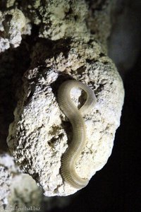 farbloses Reptil in der Coral Cave am Chiew-Lan-See
