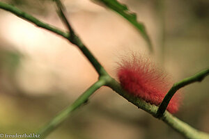 seltsame rote Raupe im Khao Sok