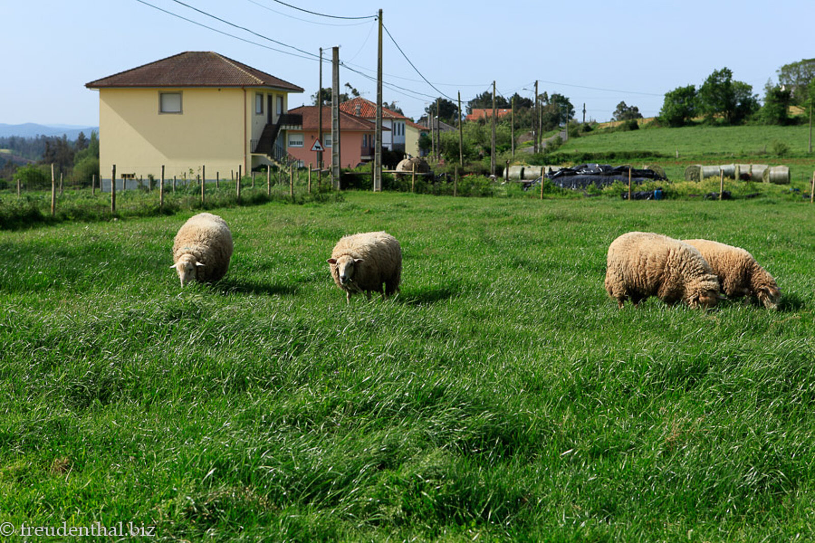 Schafe auf einer Wiese bei Boente am Camino Francés in Spanien