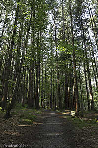 Durch den Wald geht es zur Mühlefluh