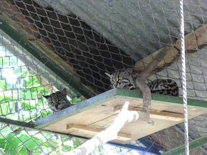 Langschwanzkatzen (Leopardus wiedii) im Las Pumas