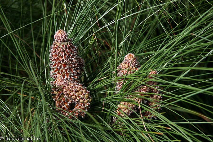 Blick in eine der Pinien