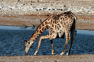 nur mit Mühe schafft die Giraffe, aus dem Wasserloch zu trinken