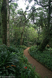 Weg zum japanischen Garten