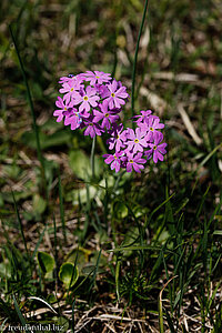 Mehlprimel, Mehlige Schlüsselblume (Primula farinosa)