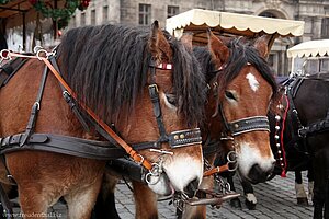 Kutschenpferde beim Terrassenufer